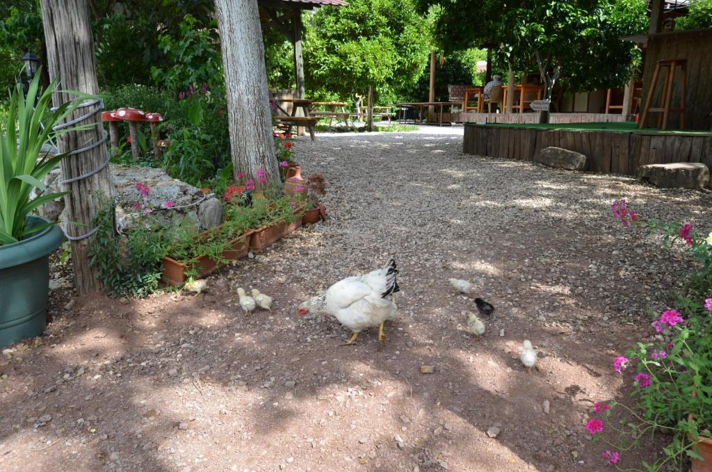 Olympos Yakamoz Pansiyon Bagian luar foto